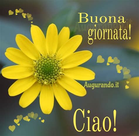 grazie buona giornata